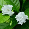 crape jasmine flowers