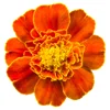 pot marigold flower name in marathi