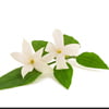 star jasmine flower