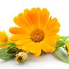 yellow marigold flower name in marathi