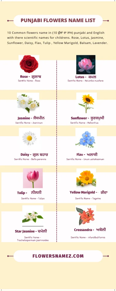 flowers name in punjabi